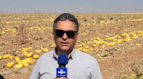 آغاز برداشت کدو آجیلی از مزارع چهارمحال و بختیاری