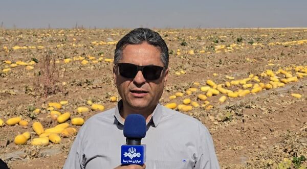 آغاز برداشت کدو آجیلی از مزارع چهارمحال و بختیاری