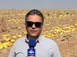 آغاز برداشت کدو آجیلی از مزارع چهارمحال و بختیاری