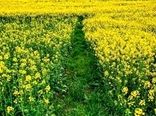 افزایش سطح زیر کشت کلزا در کردستان