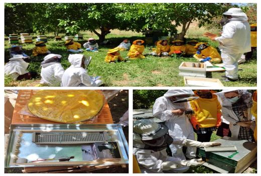 ۱۵ زنبوردار زن در قزوین با برداشت زهر، تولید بره موم و گرده زنبورعسل آشنا شدند