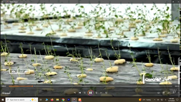 کشت سیب زمینی  به روش آیروپونیک در استان چهارمحال و بختیاری 