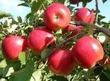 برداشت ۲۱۵ هزار تن سیب درختی از باغ‌های استان اصفهان