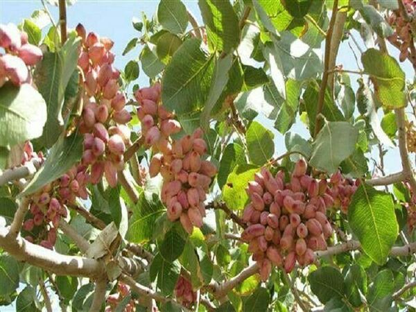 آغاز برداشت پسته از شهرستان گیلانغرب