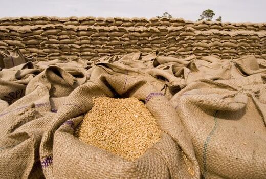 پرداخت کامل مطالبات گندمکاران در آخرین روز کاری دولت دوازدهم