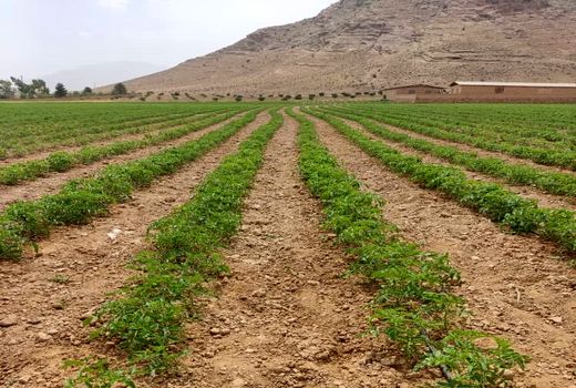 آغاز کشت نشاء گوجه فرنگی در اراضی خرامه
