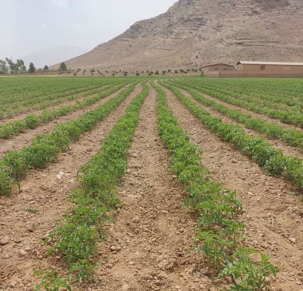 آغاز کشت نشاء گوجه فرنگی در اراضی خرامه