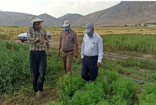 کشت ۲۵۰ هکتار گیاهان دارویی در شهرستان دره شهر