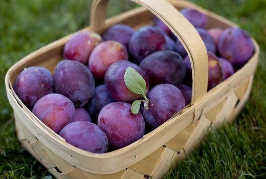 افزایش ۱۵ درصدی تولید آلو در چهار محال وبختیاری