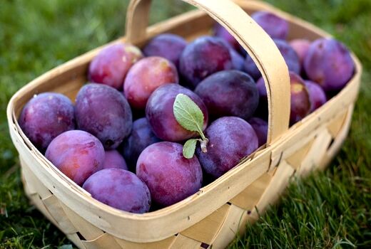 افزایش ۱۵ درصدی تولید آلو در چهار محال وبختیاری