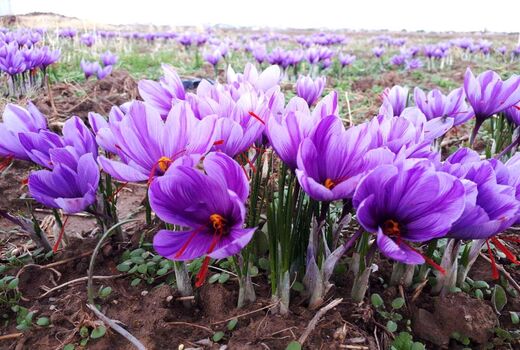  آغاز برداشت طلای سرخ از مزارع آذربایجان غربی