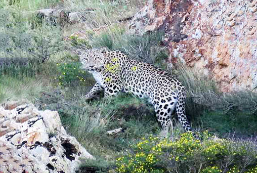 ثبت اولین جفت پلنگ در منطقه حفاظت‌شده آق‌داغ