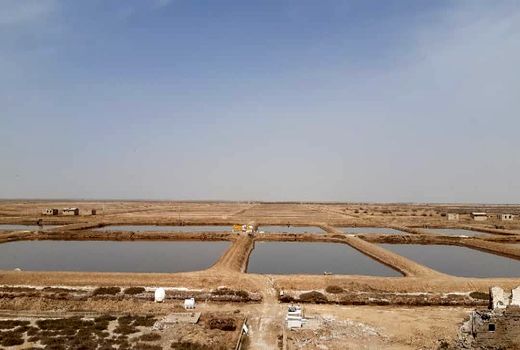 راه‌اندازی مزرعه پرورش آرتمیا در دشت فسندوز میاندوآب پس از  ۲۵ سال رکود