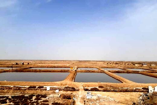 راه‌اندازی مزرعه پرورش آرتمیا در دشت فسندوز میاندوآب پس از  ۲۵ سال رکود