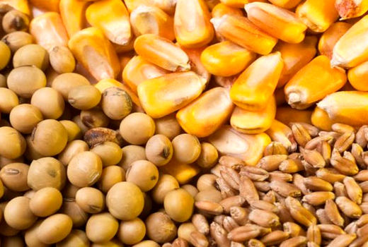 واردات نهاده های دامی از مرز 7 میلیارد دلار گذشت