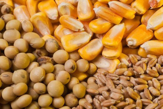 واردات نهاده های دامی از مرز 7 میلیارد دلار گذشت