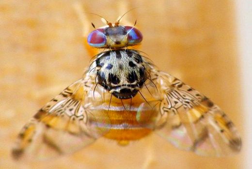 مبارزه با آفت مگس میوه مدیترانه‌ای با انجام عملیات شخم و یخ آب در زمستان