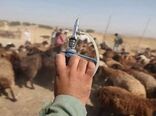واکسیناسیون بیش از یک میلیون راس دام علیه بیماری طاعون نشخوارکنندگان کوچک در ایلام