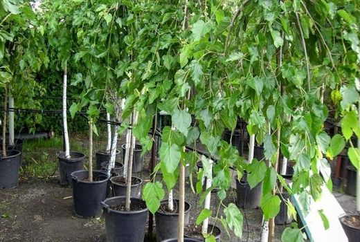 ۱۲۳ هزار اصله نهال توت بین نوغانداران خراسان شمالی توزیع شد