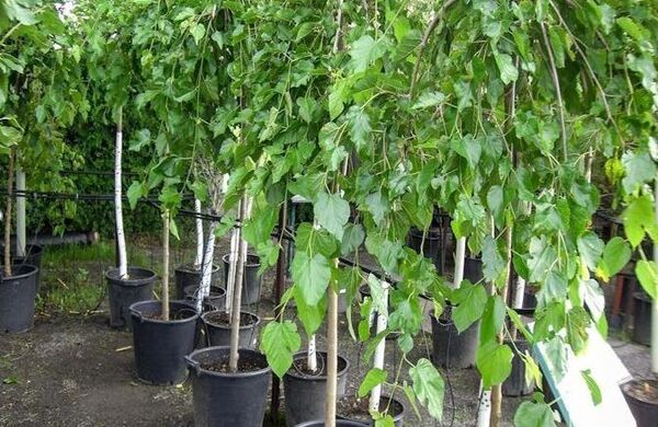 ۱۲۳ هزار اصله نهال توت بین نوغانداران خراسان شمالی توزیع شد