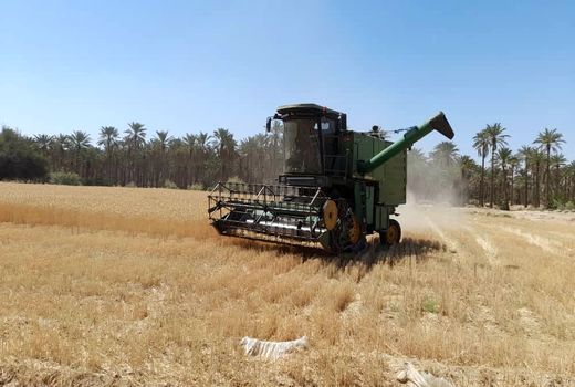 آغاز برداشت گندم در شهرستان داراب