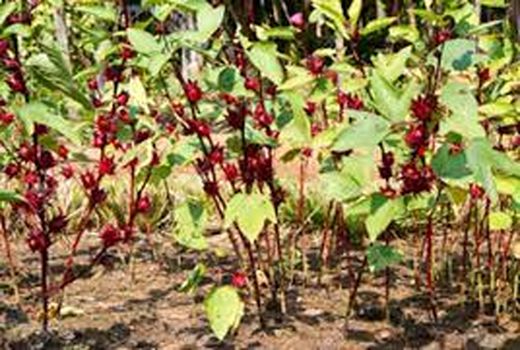 پیش بینی برداشت 2 تن چای ترش در آبادان