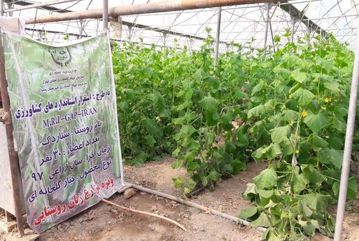 ایجاد 4 سایت تولید و مصرف محصول استاندارد و سالم در استان تهران