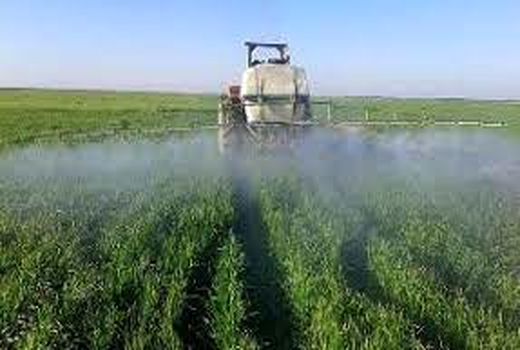 سمپاشی و پایش مزارع گندم در بهبهان