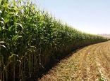 پیش‌بینی برداشت ۸ هزار تن ذرت علوفه‌ای در خوسف