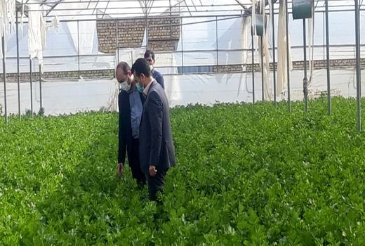 تشکیل کمیته نظارت بر کشت گیاهانه ممنوعه در بهارستان