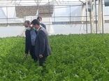 تشکیل کمیته نظارت بر کشت گیاهانه ممنوعه در بهارستان