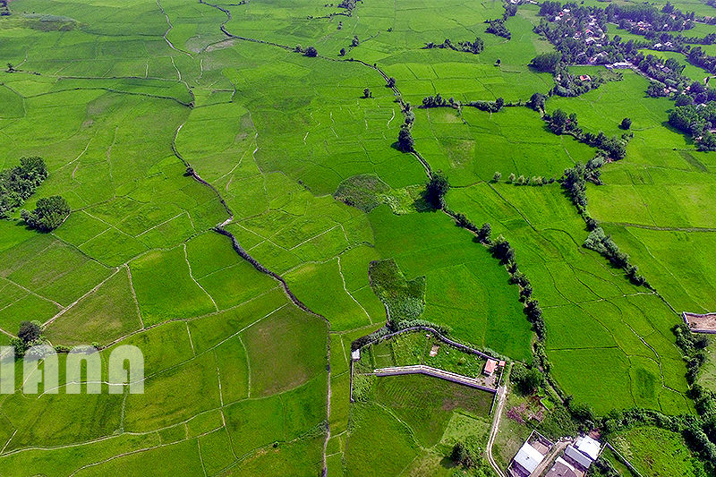 کشت برنج