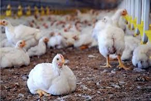 تولید 180 تن ‌گوشت‌ مرغ درامیدیه