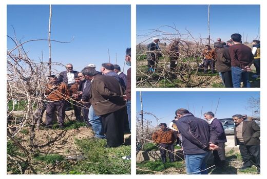 کارگاه آموزشی هرس خشک در باغات شهرستان تاکستان برگزارشد