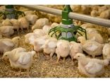 افزایش ۱۰ درصدی جوجه ریزی نسبت به سال گذشته در اصفهان