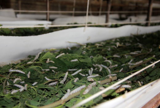 توسعه نوغانداری  با آموزش اصول نوین پرورش کرم ابریشم در تهران