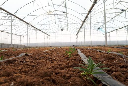 توسعه گلخانه، زمینه‌ساز تولید و اشتغال پایدار