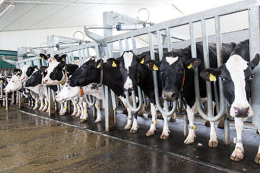 پلاک‎کوبی 20 هزار رأس دام سنگین در چهارمحال و بختیاری