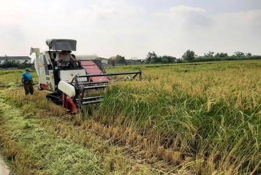 برداشت 159 هزار هکتار مزارع برنج مازندران مکانیزه 