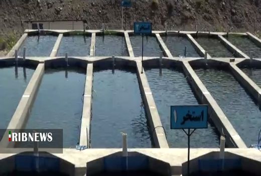 راه‌اندازی بزرگترین مجتمع پرورش ماهی در مریوان