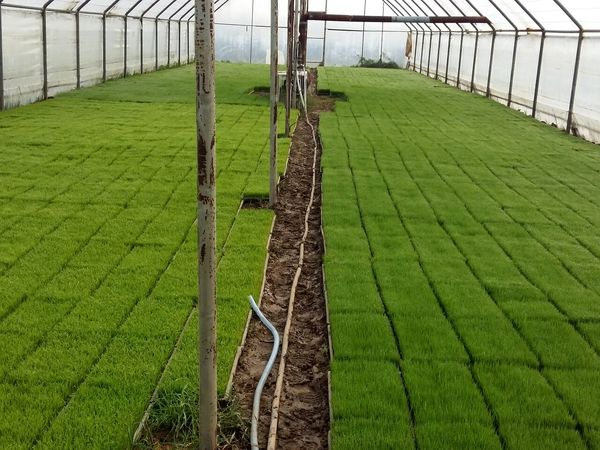 آغاز توزیع ۱۷۰ تن انواع بذر پرمحصول در صومعه سرا 