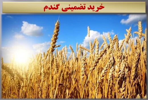 خرید 120 هزار تن گندم از کشاورزان مازندرانی