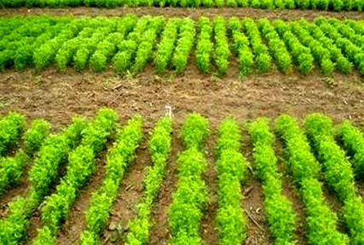 طرح ملی باغچه‌های سلامت در روستاهای استان بوشهر اجرا شد