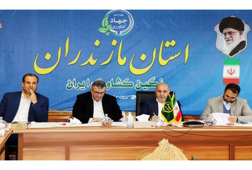 خرید 400 تن برنج پرمحصول از کشاورزان مازندرانی/ ارزان سازی غذا در دولت سیزدهم