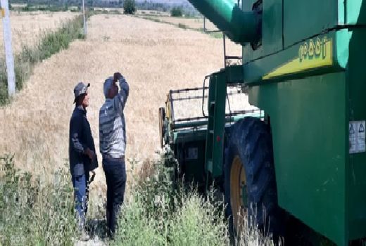 آغاز برداشت جو از 3 هزار و 425 هکتار اراضی کشاورزی در خداآفرین