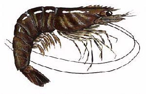 ممنوعیت صید میگوی ببری در صیدگاههای استان خوزستان ابتدای مهر ماه