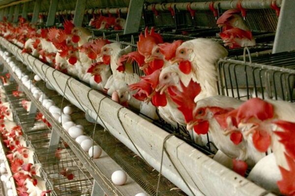 بهره برداری از فاز دوم یک واحد تولید مرغ تخم گذار  با حمایت 2000 میلیاردی بانک کشاورزی