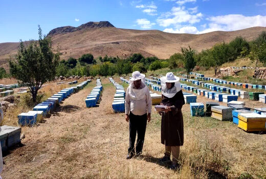 سرشماری زنبورستان‌های آذربایجان‌غربی از ۵ مهر آغاز می شود 