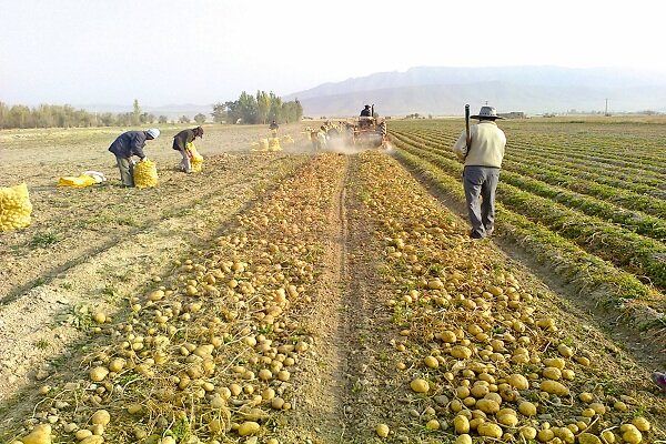 برداشت بیش از ۴۱ هزار تن سیب زمینی از مزارع آذربایجان غربی