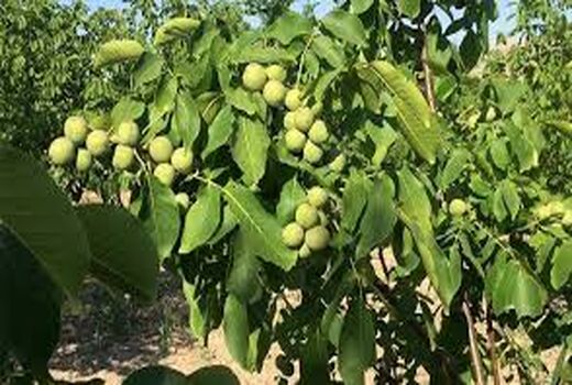 اجرای سایت الگویی گردو در بخش سیوان شهرستان ایلام 